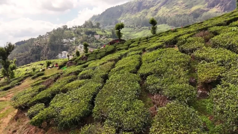 Tea plantation covering a hillside in Munnar, Kerala, India