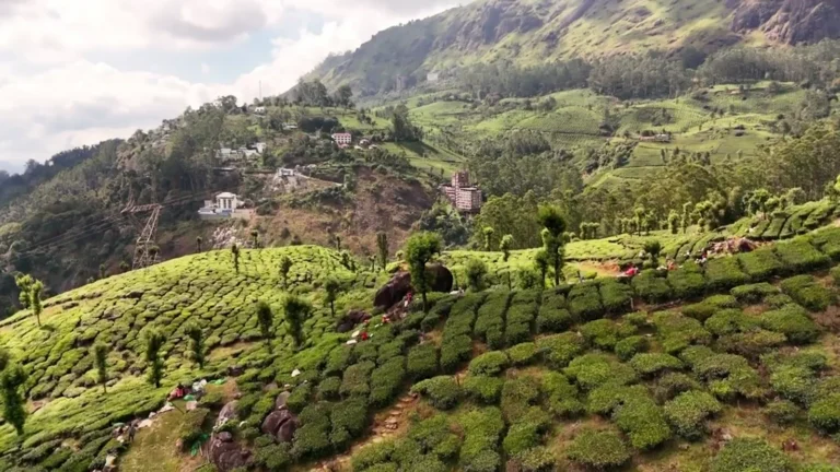 Tea plantations stretching across the hills of Munnar, Kerala, India