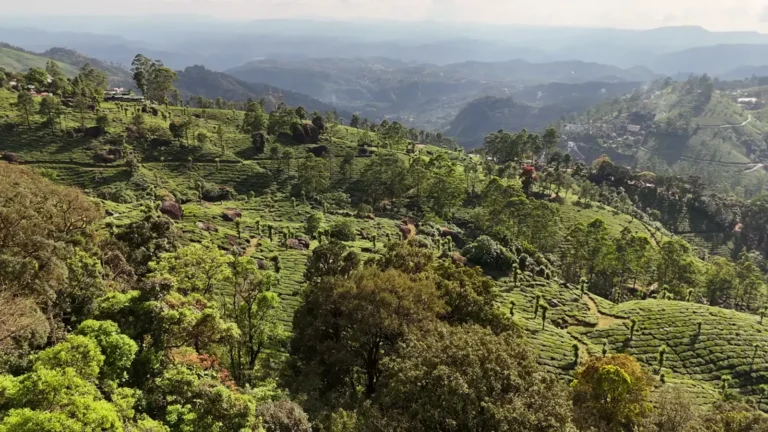 Rolling tea plantations across the hills in Munnar, Kerala, India