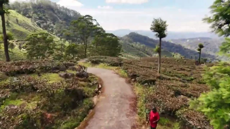 Path winding between tea bushes and trees in Munnar, Kerala, India