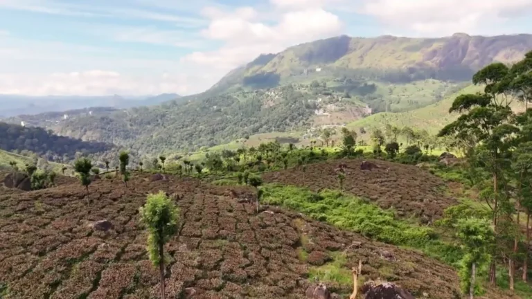 Hillside plots with mountains beyond in Munnar, Kerala, India