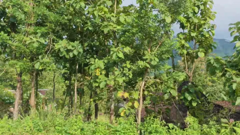 Tall trees and greenery in rural Java, Indonesia