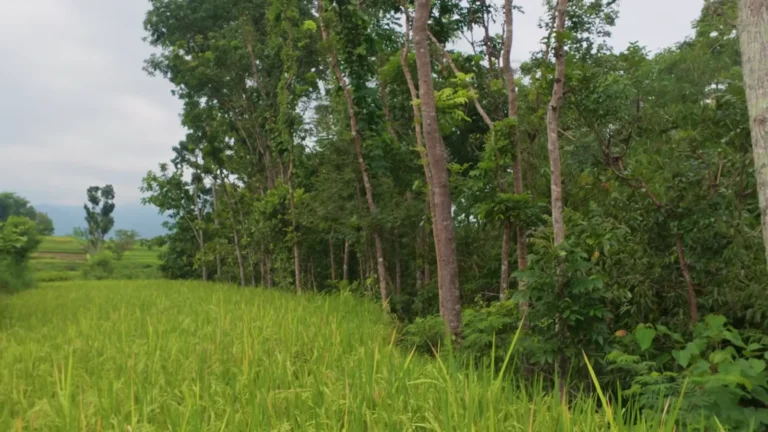 Green rice field edged with trees in Java, Indonesia