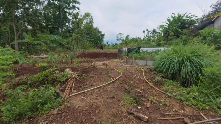 Cleared field and trees in rural Java, Indonesia