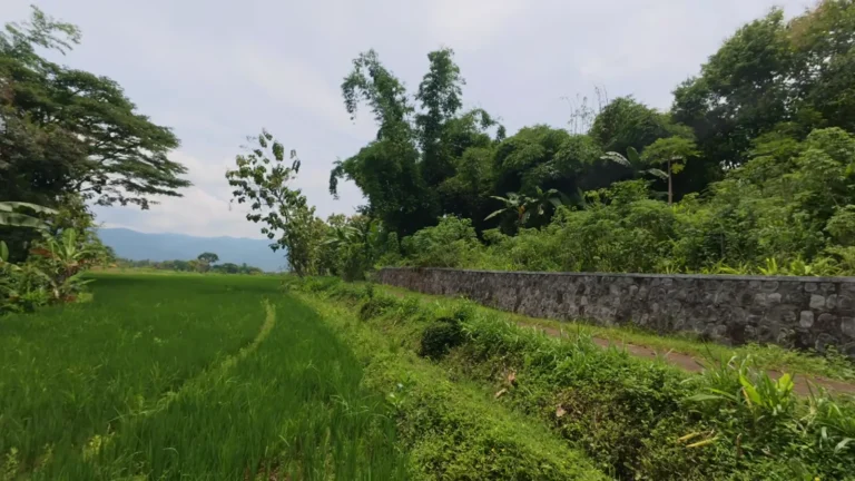 Rice terraces beside a stone wall in Java, Indonesia