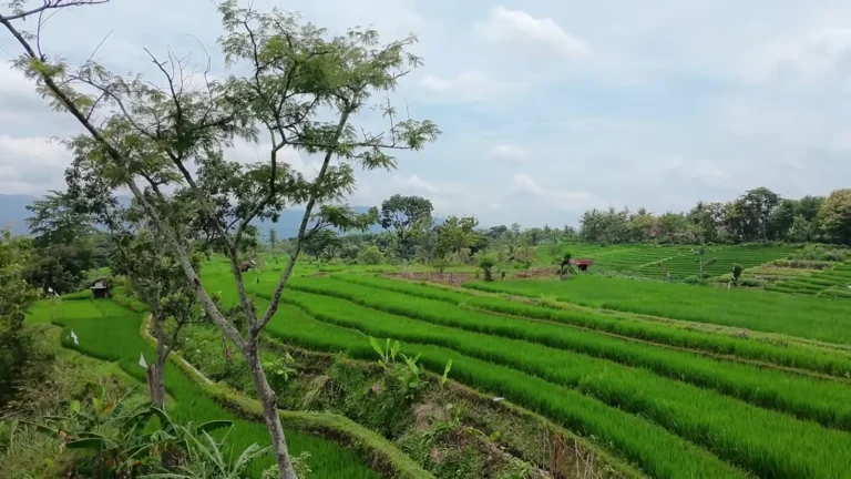Rice terraces and a tree on a hillside in Java, Indonesia