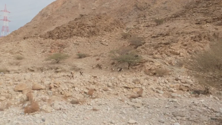 Dry rocky hillside under a pale sky in Oman