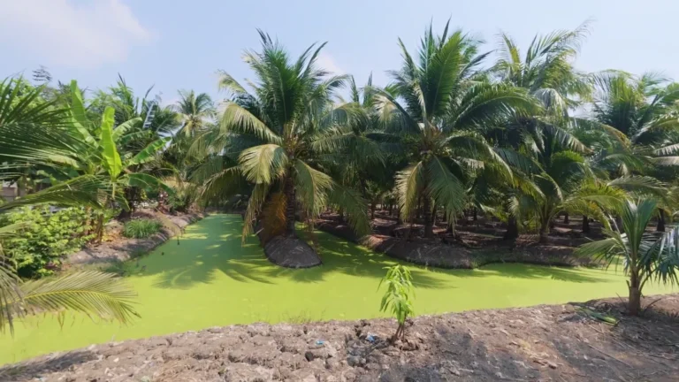 Coconut palms in a garden in Thailand