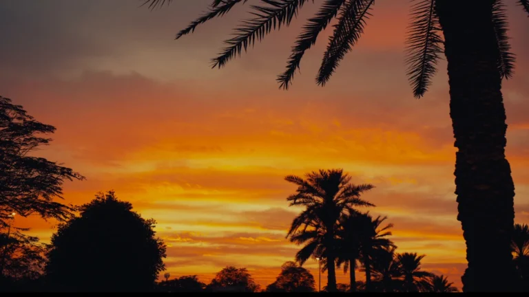 Palm trees silhouetted at sunset in Dubai, UAE